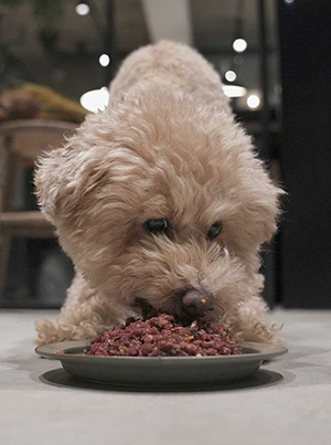 犬の食事と健康